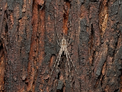 Tamopsis fickerti