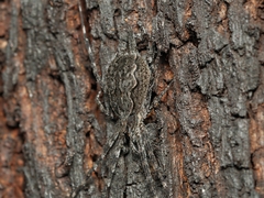 Tamopsis fickerti