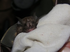 Rhinolophus acuminatus