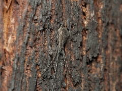 Tamopsis fickerti