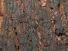Tamopsis fickerti