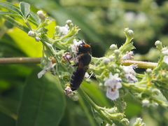 Megachile umbripennis