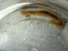 Pterocirrus montereyensis