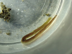 Pterocirrus montereyensis