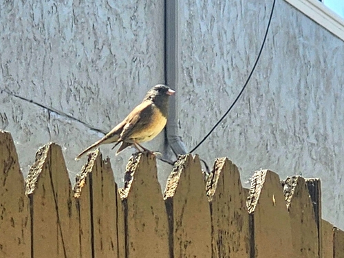 Dark-eyed Junco