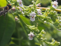 Vitex negundo cannabifolia