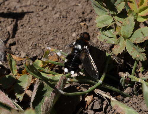 Unknown species found near Park County, WY, USA