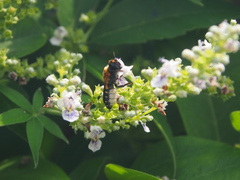 Vitex negundo cannabifolia