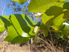 Litoria bicolor