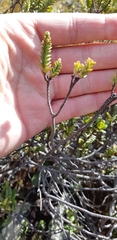 Pimelea traversii traversii