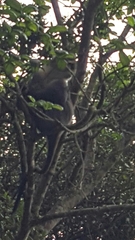 Cercopithecus mitis