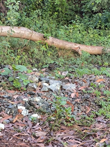 Gallirallus torquatus