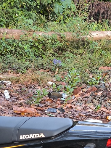 Gallirallus torquatus