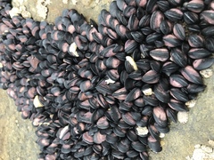 Brachidontes rostratus