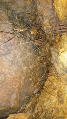 Pachyrhamma acanthocerum