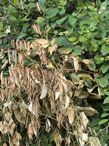 Dicaeum aureolimbatum