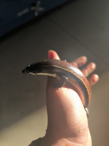 Sphenomorphus muelleri observed 2025-07-03