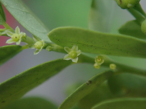 Phyllanthus amarus