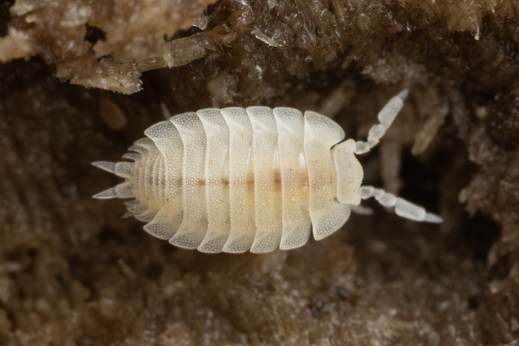 Ant Woodlouse, photo 1 of 10