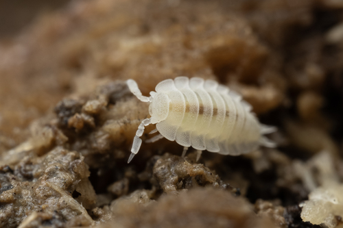 Ant Woodlouse, photo 9 of 10