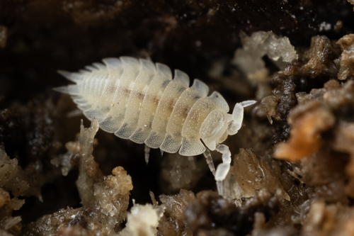 Ant Woodlouse, photo 3 of 10