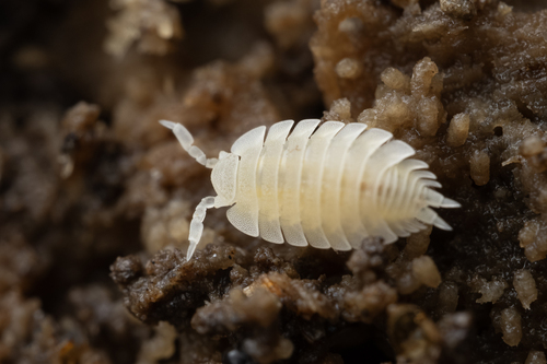 Ant Woodlouse, photo 10 of 10