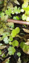 Hydrocotyle microphylla