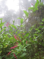 Centropogon talamancensis