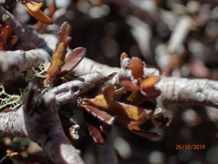 Pittosporum anomalum