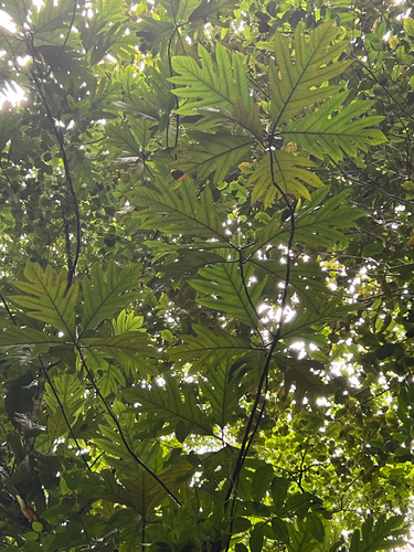 Artocarpus altilis observed 2025-08-12