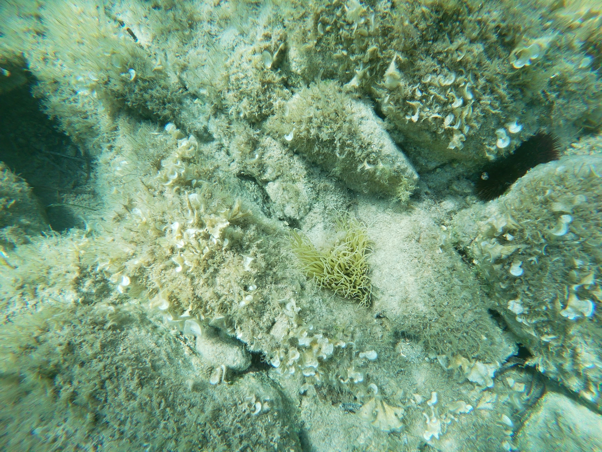 snakelocks anemone (Anemonia sulcata) · iNaturalist