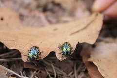 Calligrapha mexicana