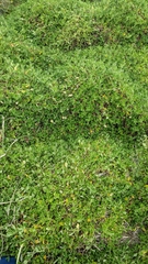 Tetragonia implexicoma