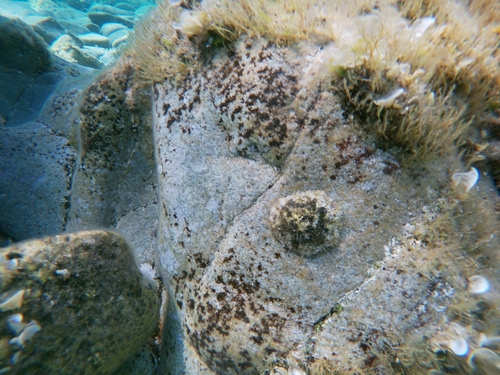 Patella caerulea
