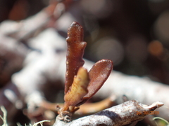 Pittosporum anomalum