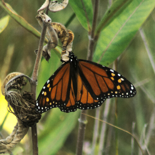 Monarch Butterfly