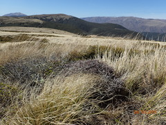 Pittosporum anomalum