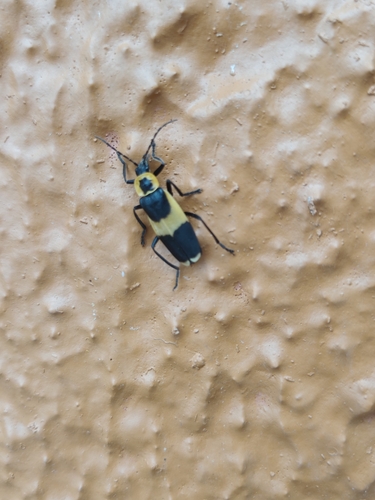 Chauliognathus distinguendus (Chauliognathus distinguendus)