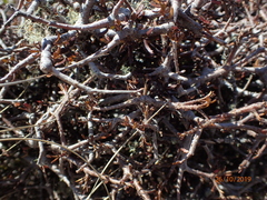 Pittosporum anomalum