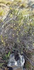 Pimelea traversii traversii