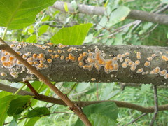 Peniophora aurantiaca