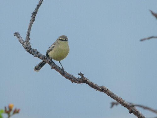 Bahia Wagtail-Tyrant (Stigmatura bahiae), photo 5