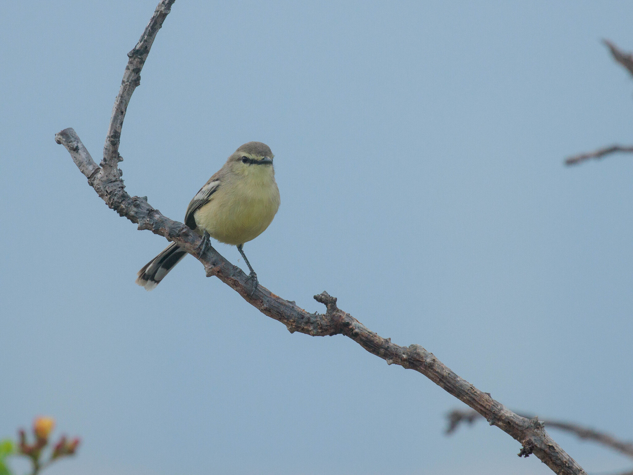 Bahia Wagtail-Tyrant (Stigmatura bahiae), photo 3