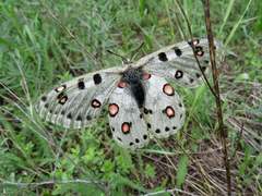 Parnassius apollonius