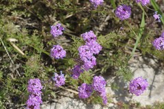 Glandularia aristigera