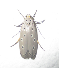 Ethmia circumdatella