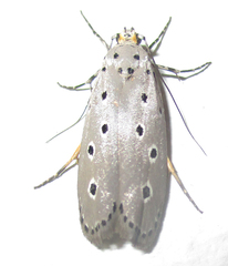 Ethmia circumdatella