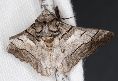 Hypobapta diffundens