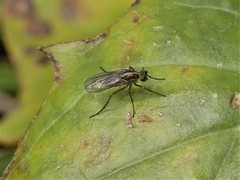 Tetrachaetus bipunctatus
