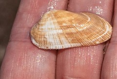 Barbatia barbata